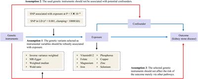 Causal relationship of genetically predicted circulating micronutrients levels with the risk of kidney stone disease: a Mendelian randomization study